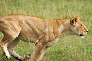 Lioness hunting