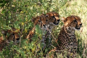 Cheetahs