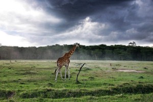 Giraffe,Lake Nakuru