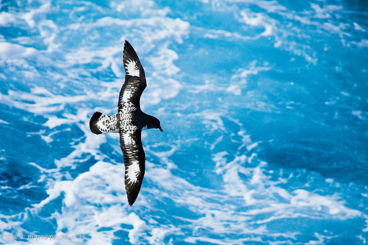 antarctica-expedition-images002 antarctica-expedition-images002