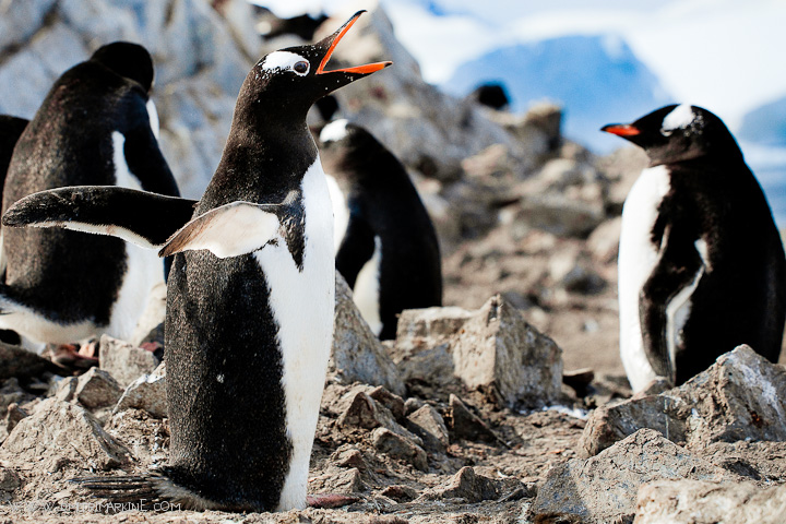 antarctica-penguins
