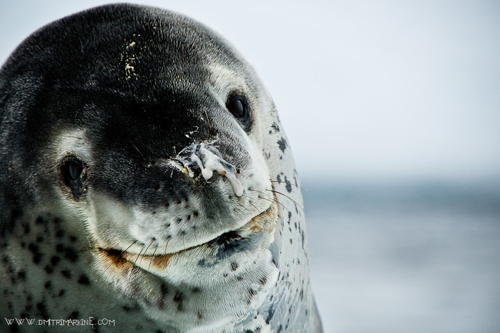 antarctica-seals