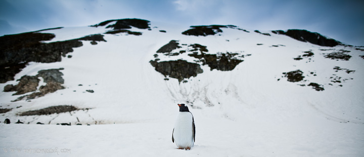 Antarctica-wedding Antarctica-wedding