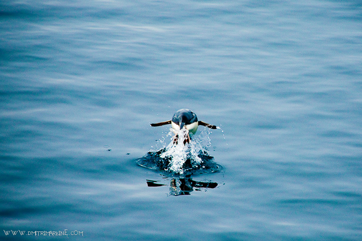 penguins-water-jump