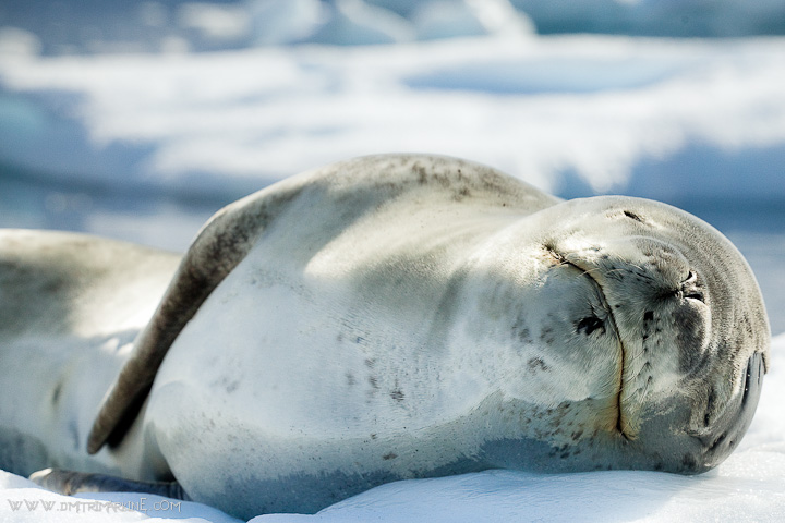 antarctica-expedition-wildlife-images antarctica-expedition-wildlife-images