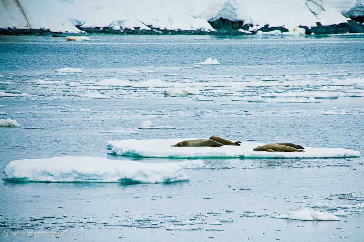 antarctica-photographers antarctica-photographers