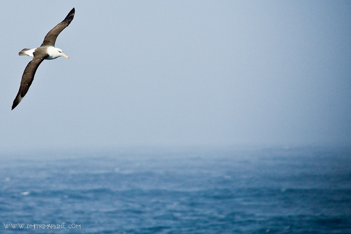 southern-ocean-birds southern-ocean-birds