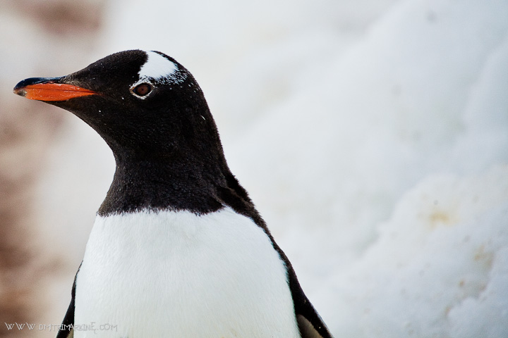 Wedding-photographers-for-Antarctica Wedding-photographers-for-Antarctica