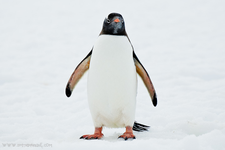 Penguin-Portrait