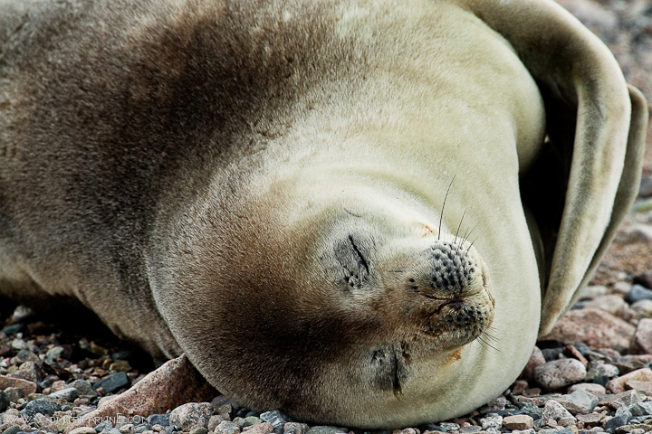 seals seals