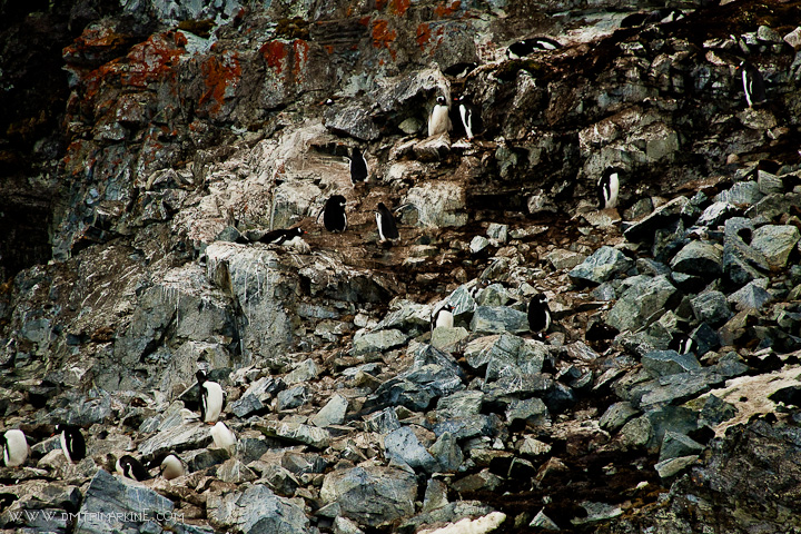 Penguins-on-the-rocks Penguins-on-the-rocks
