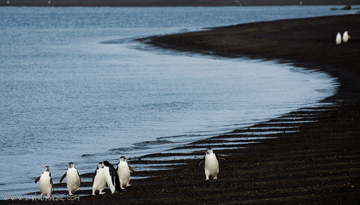 Deception-Island-smimming