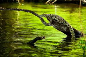 Crocodila-Africa