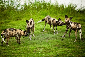 Wild-Dog-Africa