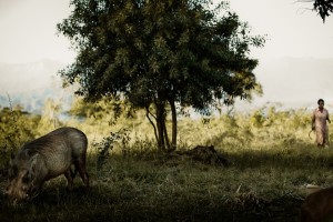 warthog-africa