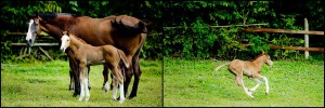 Animals-Trinidad-Tobago