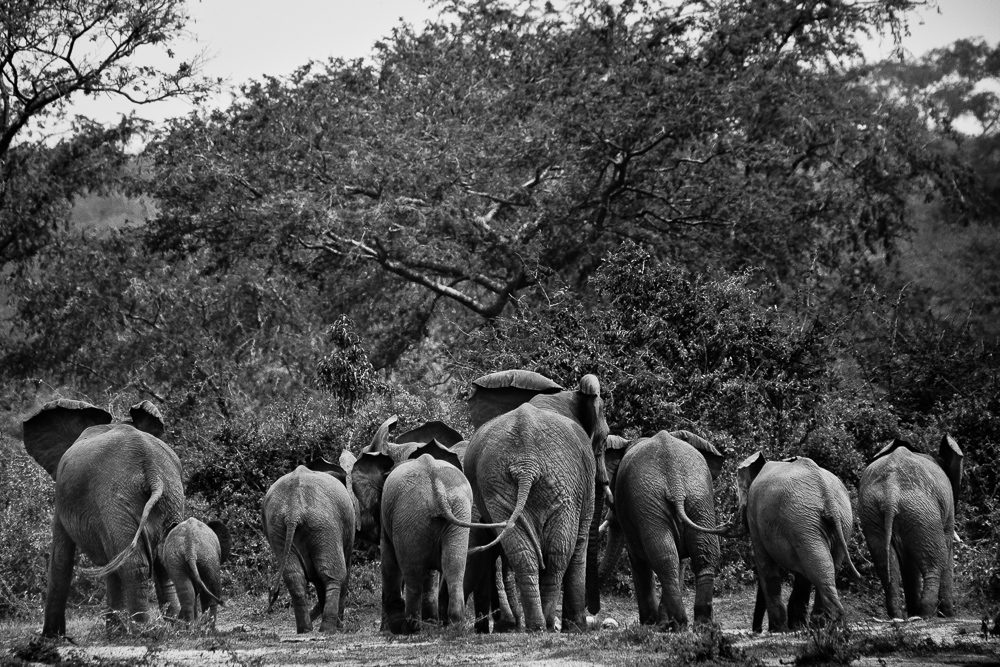 elephants uganda