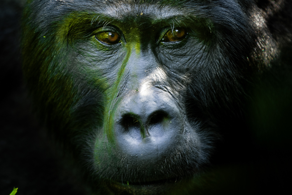 gorilla portrait uganda