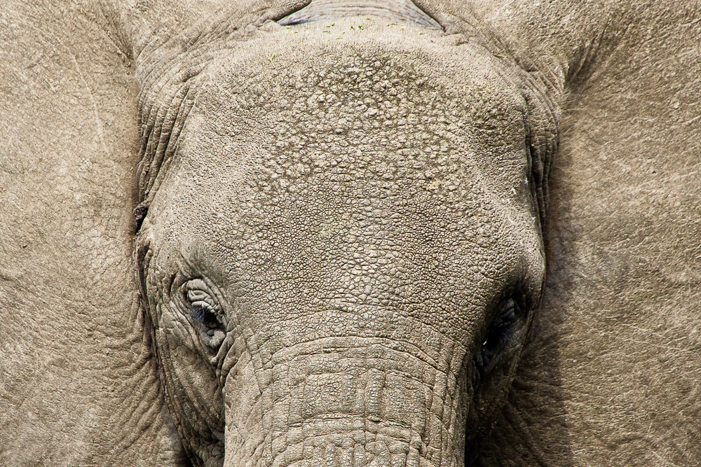 portrait of elephant