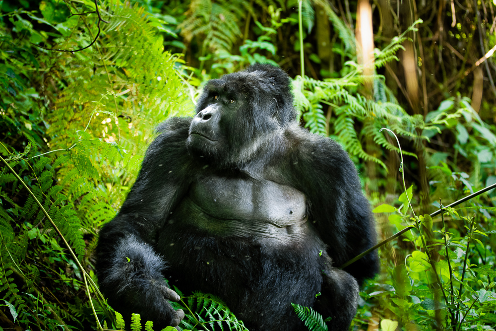 uganda gorilla tracking