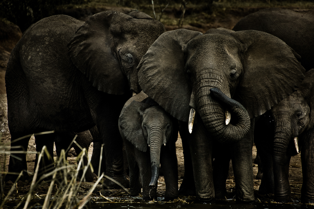 ugandian elephants