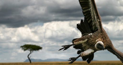 best wildlife nature photographers Canada